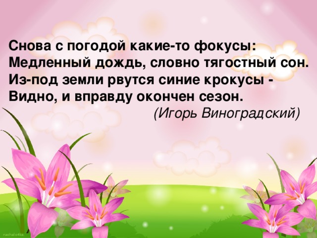 Снова с погодой какие-то фокусы:  Медленный дождь, словно тягостный сон.  Из-под земли рвутся синие крокусы -  Видно, и вправду окончен сезон.   (Игорь Виноградский) 