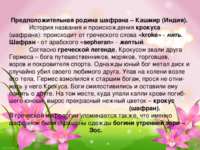 Предположительная родина шафрана – Кашмир (Индия).  История названия и происхождения крокуса (шафрана): происходит от греческого слова «kroke» - нить . Шафран - от арабского «sepheran» - желтый.  Согласно греческой легенде , Крокусом звали друга Гермеса – бога путешественников, моряков, торговцев, воров и покровителя спорта. Однажды юный бог метал диск и случайно убил своего любимого друга. Упав на колени возле его тела, Гермес взмолился к старшим богам, прося не отни-мать у него Крокуса. Боги смилостивились и оставили ему память о друге. На том месте, куда упали капли крови погиб-шего юноши, вырос прекрасный нежный цветок – крокус     (шафран). В греческой мифологии упоминается также, что именно шафраном были окрашены одежды богини утренней зари –      Эос.  