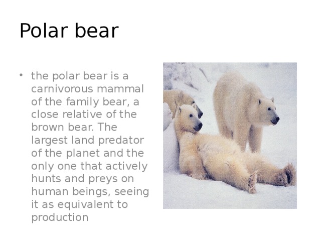 Polar bear the polar bear is a carnivorous mammal of the family bear, a close relative of the brown bear. The largest land predator of the planet and the only one that actively hunts and preys on human beings, seeing it as equivalent to production 