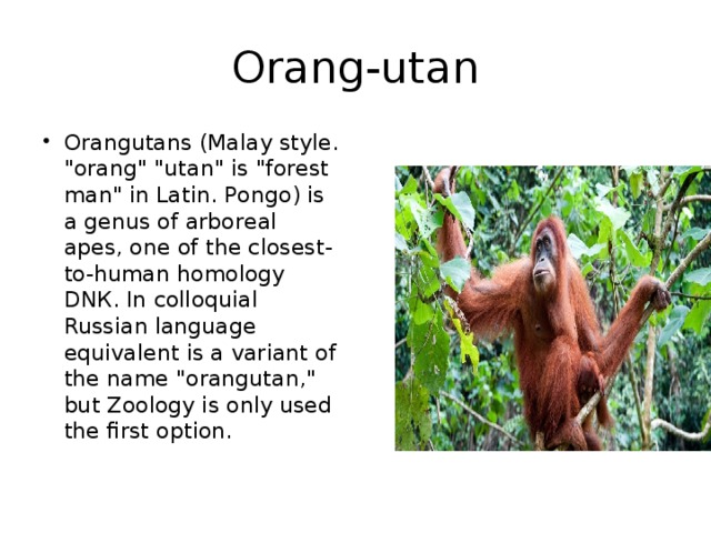 Orang-utan Orangutans (Malay style. 