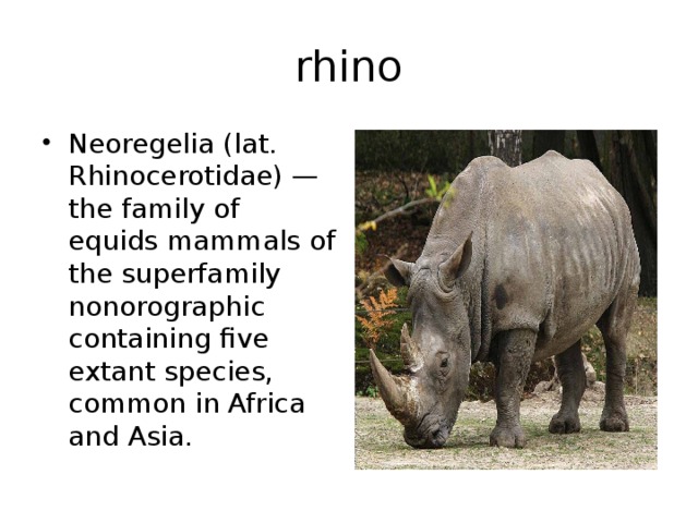 rhino Neoregelia (lat. Rhinocerotidae) — the family of equids mammals of the superfamily nonorographic containing five extant species, common in Africa and Asia. 