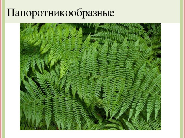 Папоротникообразные 