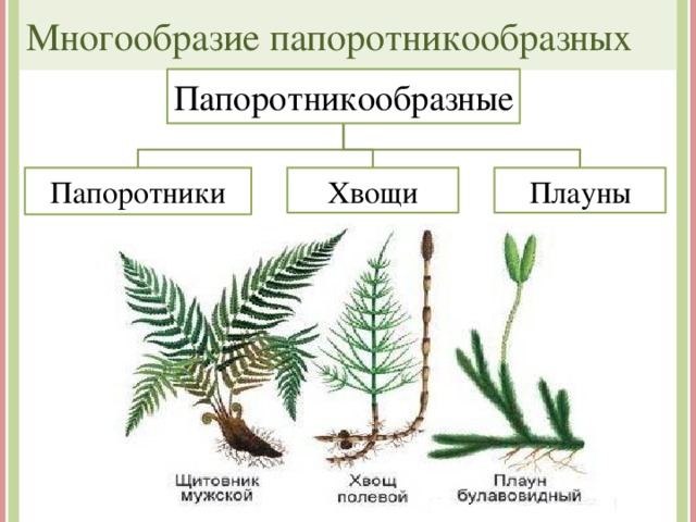 Многообразие папоротникообразных Папоротникообразные Папоротники Хвощи Плауны 