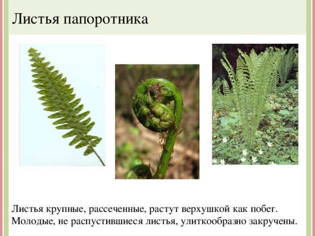 Листья папоротника Листья крупные, рассеченные, растут верхушкой как побег. Молодые, не распустившиеся листья, улиткообразно закручены. 