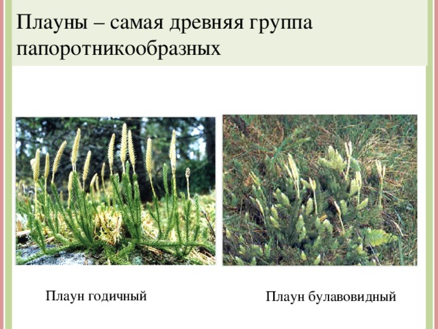 Плауны – самая древняя группа папоротникообразных Плаун годичный Плаун булавовидный 