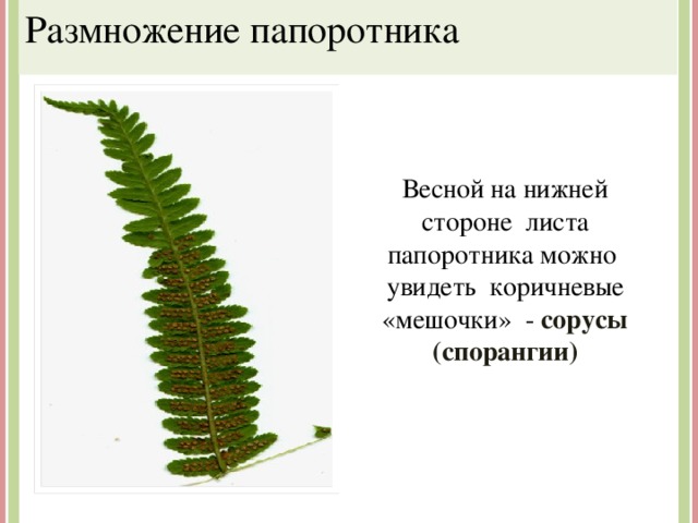 Размножение папоротника Весной на нижней стороне листа папоротника можно увидеть коричневые «мешочки» - сорусы (спорангии) 