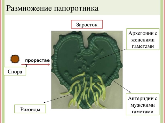 Размножение папоротника Заросток Архегонии с женскими гаметами прорастает Спора Антеридии с мужскими гаметами Ризоиды 