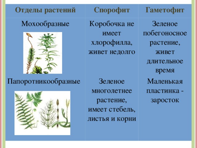 Отделы растений Спорофит Мохообразные Коробочка не имеет хлорофилла, живет недолго Папоротникообразные Гаметофит Зеленое многолетнее растение, имеет стебель, листья и корни Зеленое побегоносное растение, живет длительное время Маленькая пластинка - заросток  