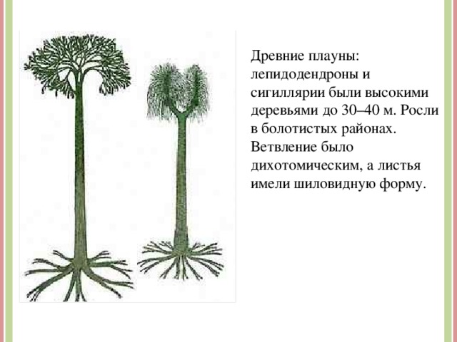 Древние плауны: лепидодендроны и сигиллярии были высокими деревьями до 30–40 м. Росли в болотистых районах. Ветвление было дихотомическим, а листья имели шиловидную форму. http://dinoera.com/sites/default/files/lepidodendron_sigillaria01b_cc.jpg Сигиллярия  