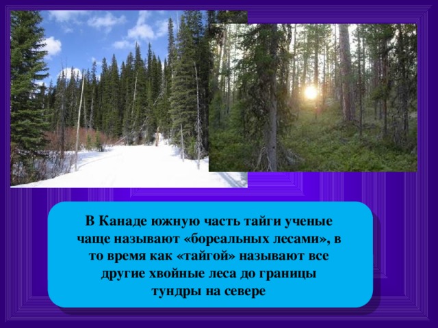В Канаде южную часть тайги ученые чаще называют «бореальных лесами», в то время как «тайгой» называют все другие хвойные леса до границы тундры на севере 