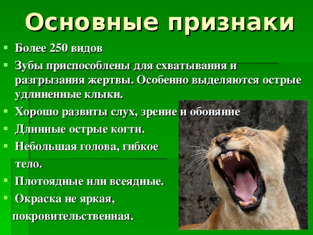 Основные признаки Более 250 видов Зубы приспособлены для схватывания и разгрызания жертвы. Особенно выделяются острые удлиненные клыки. Хорошо развиты слух, зрение и обоняние Длинные острые когти. Небольшая голова, гибкое  тело. Плотоядные или всеядные. Окраска не яркая,  покровительственная. 