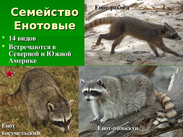 Енот-ракоед 14 видов Встречаются в Северной и Южной Америке Енот косумельский Енот-полоскун 
