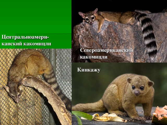 Центральноамери- канский какомицли Североамериканский какомицли Кинкажу 