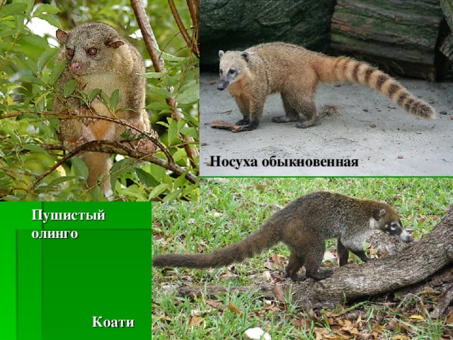 Носуха обыкновенная Пушистый олинго Коати 