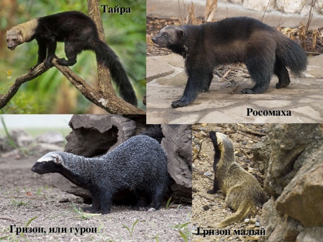 Тайра Росомаха Гризон, или гурон Гризон малый 