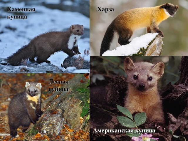 Каменная куница Харза Лесная куница Американская куница 