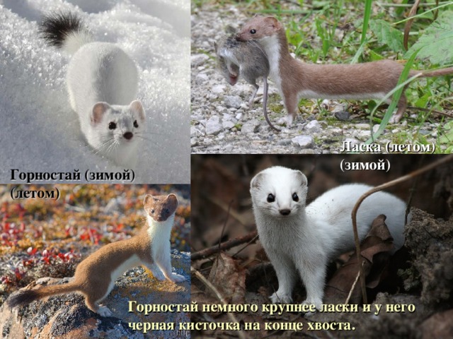 Ласка (летом) (зимой) Горностай (зимой) (летом) Горностай немного крупнее ласки и у него черная кисточка на конце хвоста. 
