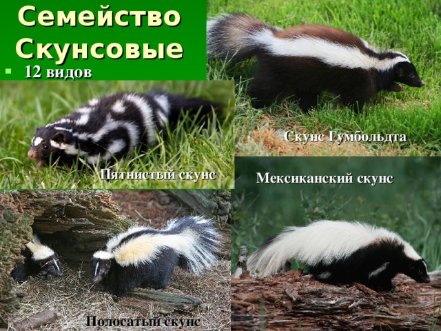  12 видов Скунс Гумбольдта Пятнистый скунс Мексиканский скунс Полосатый скунс 