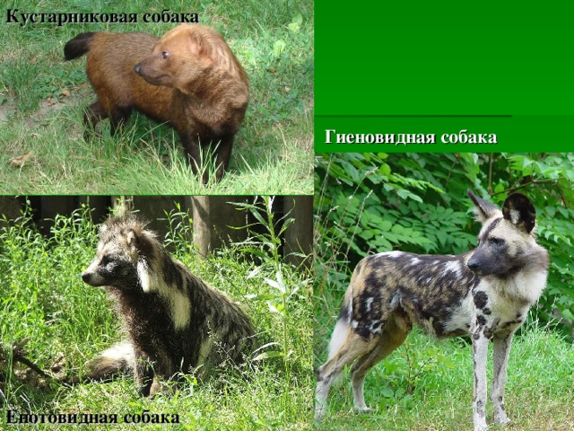 Кустарниковая собака Гиеновидная собака Енотовидная собака 