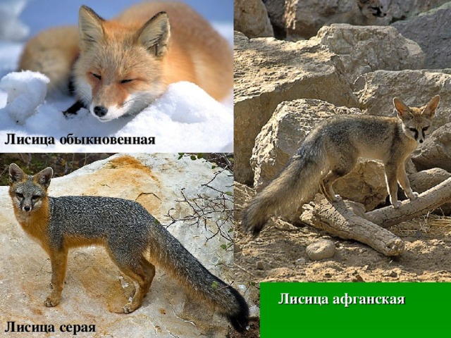 Лисица обыкновенная Лисица афганская Лисица серая 