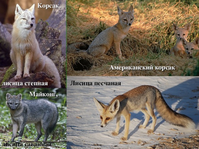 Корсак, Американский корсак Лисица песчаная лисица степная Майконг, лисица саванная 