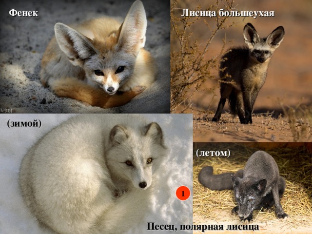 Лисица большеухая Фенек (зимой) (летом) 1 Песец, полярная лисица 