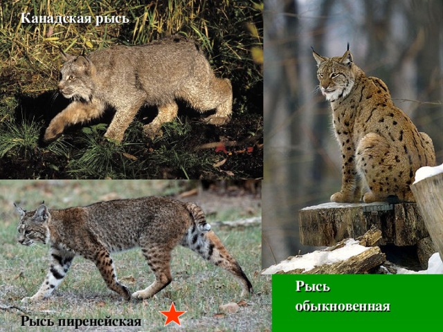Канадская рысь Рысь обыкновенная Рысь пиренейская 