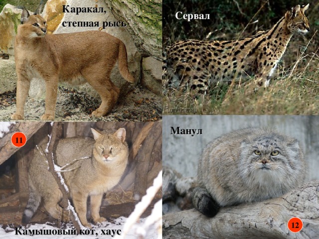 Каракал, степная рысь Сервал Манул 11 12 Камышовый кот, хаус 