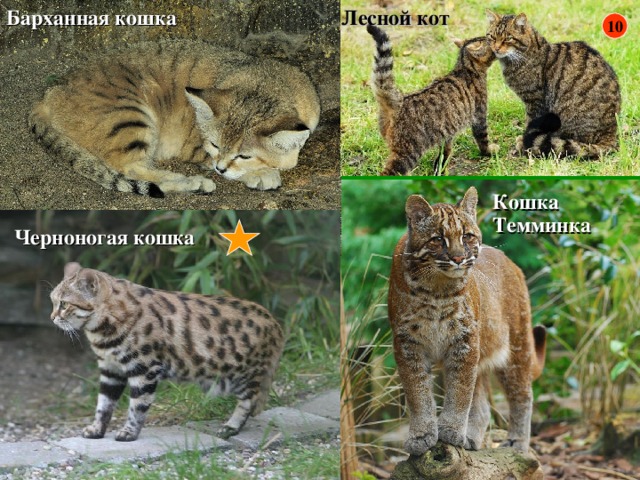 Барханная кошка Лесной кот 10 Кошка Темминка Черноногая кошка 