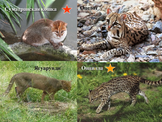 Оцелот Суматранская кошка Ягуарунди Онцилла 