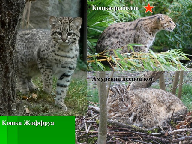 Кошка-рыболов Амурский лесной кот Кошка Жоффруа 