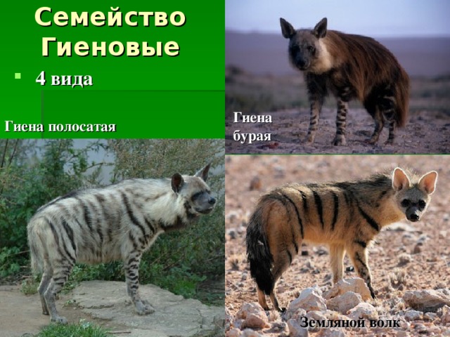 Семейство Гиеновые  4 вида Гиена бурая Гиена полосатая  Земляной волк 