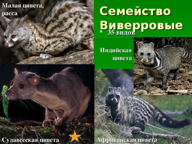 Малая цивета, расса Семейство  Виверровые  35 видов Индийская цивета Сулавесская цивета Африканская цивета 