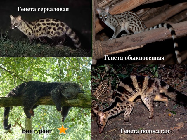 Генета серваловая Генета обыкновенная Бинтуронг Генета полосатая 