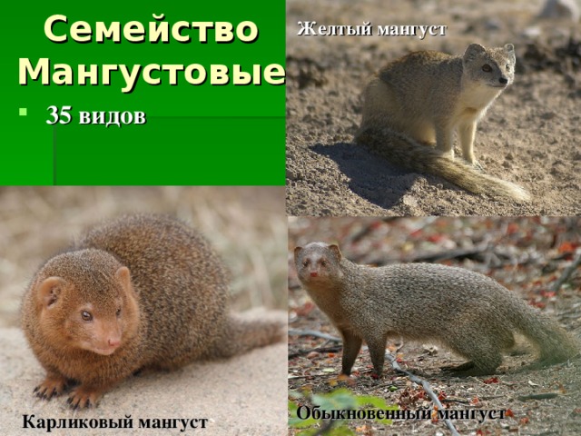 Семейство Мангустовые Желтый мангуст  35 видов Обыкновенный мангуст Карликовый мангуст 