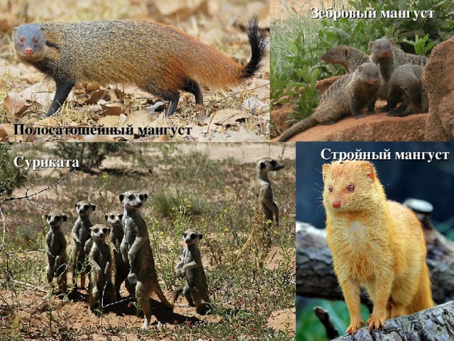 Зебровый мангуст Полосатошейный мангуст Стройный мангуст Суриката 