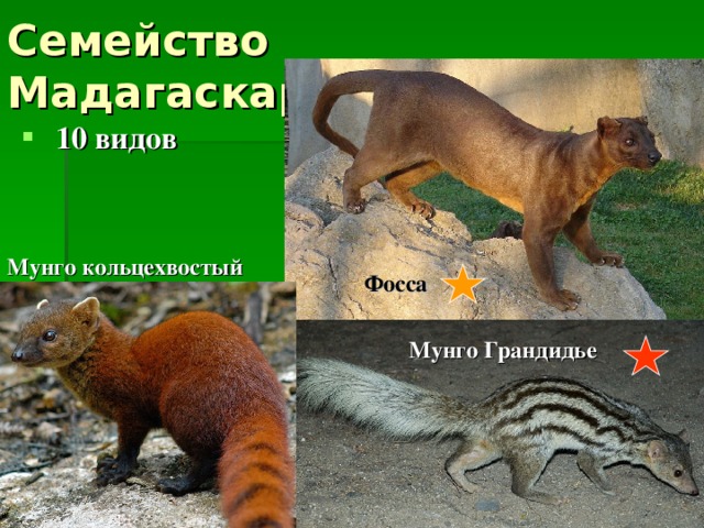 Семейство Мадагаскарские виверры 10 видов Мунго кольцехвостый Фосса Мунго Грандидье 