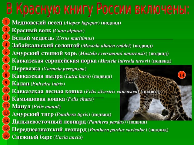 1 Медновский песец  ( Alopex lagopus ) (подвид) Красный волк  ( Cuon alpinus ) Белый медведь  ( Ursus maritimus ) Забайкальский солонгой  ( Mustela altaica raddei ) (подвид) Амурский степной хорь  ( Mustela eversmanni amurensis ) (подвид) Кавказская европейская норка  ( Mustela lutreola turovi ) (подвид) Перевязка ( Vormela peregusna ) Кавказская выдра  ( Lutra lutra ) (подвид) Калан  ( Enhydra lutris ) Кавказская  лесная  кошка  ( Felis silvestris caucasica ) (подвид) Камышовая кошка  ( Felis chaus ) Манул  ( Felis manul ) Амурский тигр  ( Panthera tigris ) (подвид) Дальневосточный леопард  ( Panthera pardus ) (подвид) Переднеазиатский леопард  ( Panthera pardus saxicolor ) (подвид) Снежный барс  ( Uncia uncia ) 2 3 4 5 6 7 14 8 9 10 11 12 13 14 14 15 16 