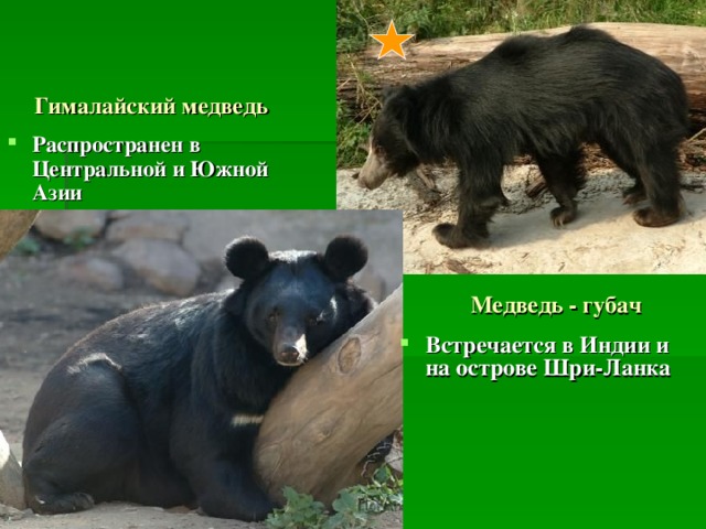 Гималайский медведь Распространен в Центральной и Южной Азии Медведь - губач Встречается в Индии и на острове Шри-Ланка 