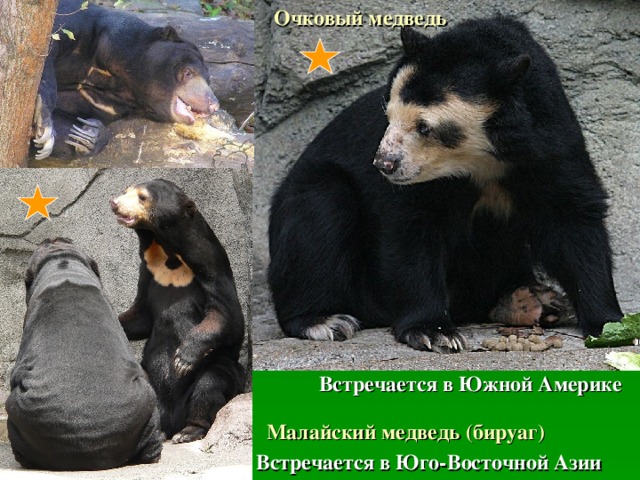 Очковый медведь Встречается в Южной Америке Малайский медведь (бируаг) Встречается в Юго-Восточной Азии 