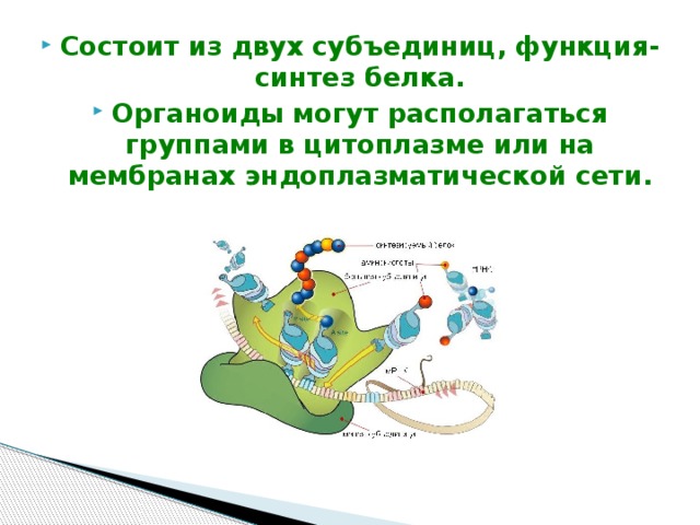 Состоит из двух субъединиц, функция-синтез белка. Органоиды могут располагаться группами в цитоплазме или на мембранах эндоплазматической сети. 