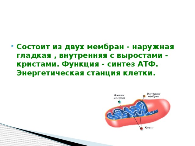 Состоит из двух мембран - наружная гладкая , внутренняя с выростами - кристами. Функция - синтез АТФ. Энергетическая станция клетки. 