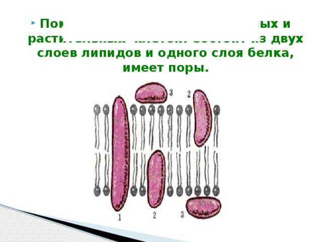 Рисунок 2. Строение плазматической мембраны.  1 - пронзающие белки, 2 - погруженные белки, 3 - внешние белки    Покрывает цитоплазму животных и растительных клеток. Состоит из двух слоев липидов и одного слоя белка, имеет поры. 
