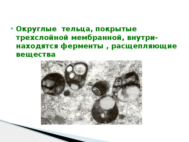 Округлые тельца, покрытые трехслойной мембранной, внутри- находятся ферменты , расщепляющие вещества 