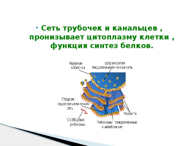 Сеть трубочек и канальцев , пронизывает цитоплазму клетки , функция синтез белков. 