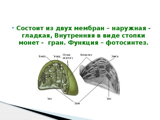 Состоит из двух мембран – наружная - гладкая, Внутренняя в виде стопки монет - гран. Функция – фотосинтез. 