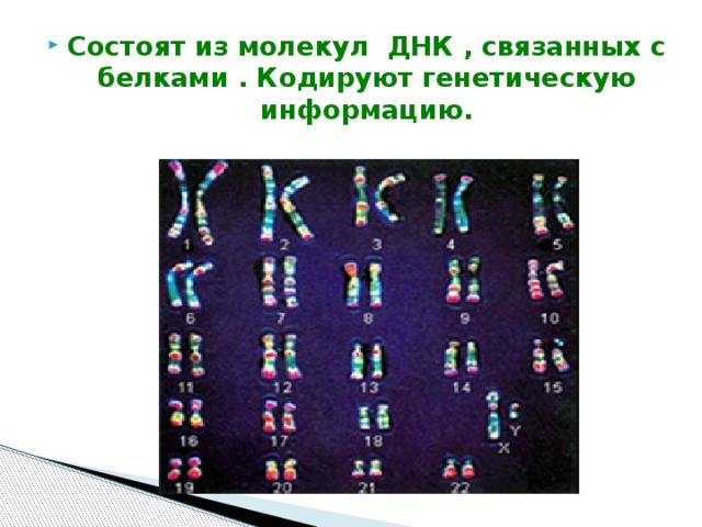 Состоят из молекул ДНК , связанных с белками . Кодируют генетическую информацию. 