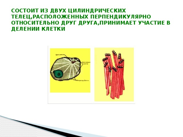 СОСТОИТ ИЗ ДВУХ ЦИЛИНДРИЧЕСКИХ ТЕЛЕЦ,РАСПОЛОЖЕННЫХ ПЕРПЕНДИКУЛЯРНО ОТНОСИТЕЛЬНО ДРУГ ДРУГА,ПРИНИМАЕТ УЧАСТИЕ В ДЕЛЕНИИ КЛЕТКИ 