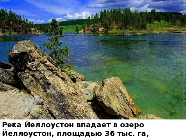 Река Йеллоустон впадает в озеро Йеллоустон, площадью 36 тыс. га, глубиной до 90 м 