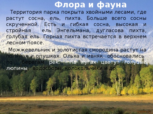  Флора и фауна  Территория парка покрыта хвойными лесами, где растут сосна, ель, пихта. Больше всего сосны скрученной. Есть и гибкая сосна, высокая и стройная ель Энгельмана, дугласова пихта, голубая ель. Горная пихта встречается в верхнем лесном поясе.  Можжевельник и золотистая смородина растут на полянах и опушках. Ольха и ивняк обосновались по берегам рек. На лугах цветут голубые люпины , водосборы, колокольчики и др. 